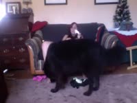 Christmas day dog sex with young kinky teen